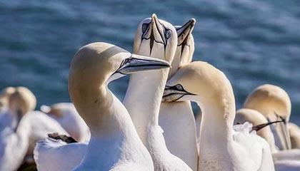 kaiyun app download-影响力最大：本赛季最具领导力球员分析，球队领袖