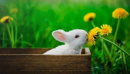 下载开云-男子篮球季后赛战况激烈，冠军悬念持续升温，男篮季后赛2021